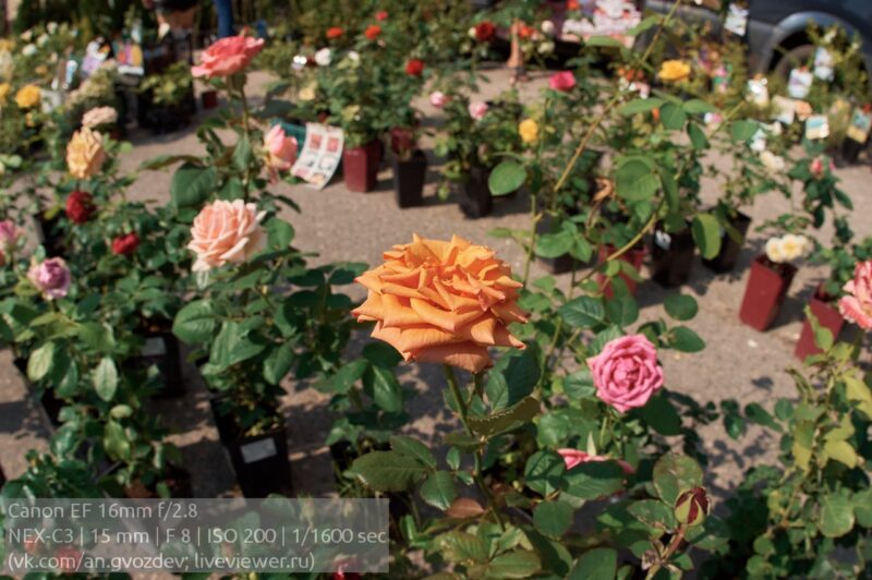 Canon EF 15mm f2.8 primer foto 118