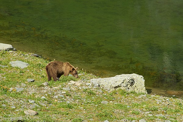 Medved v dikoj prirode 6