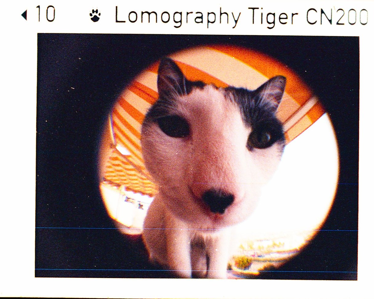 LOMOGRAPHY COLOR TIGER 200 110 primer foto 00007