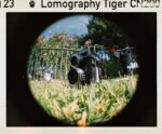 LOMOGRAPHY COLOR TIGER 200 110 primer foto 00008