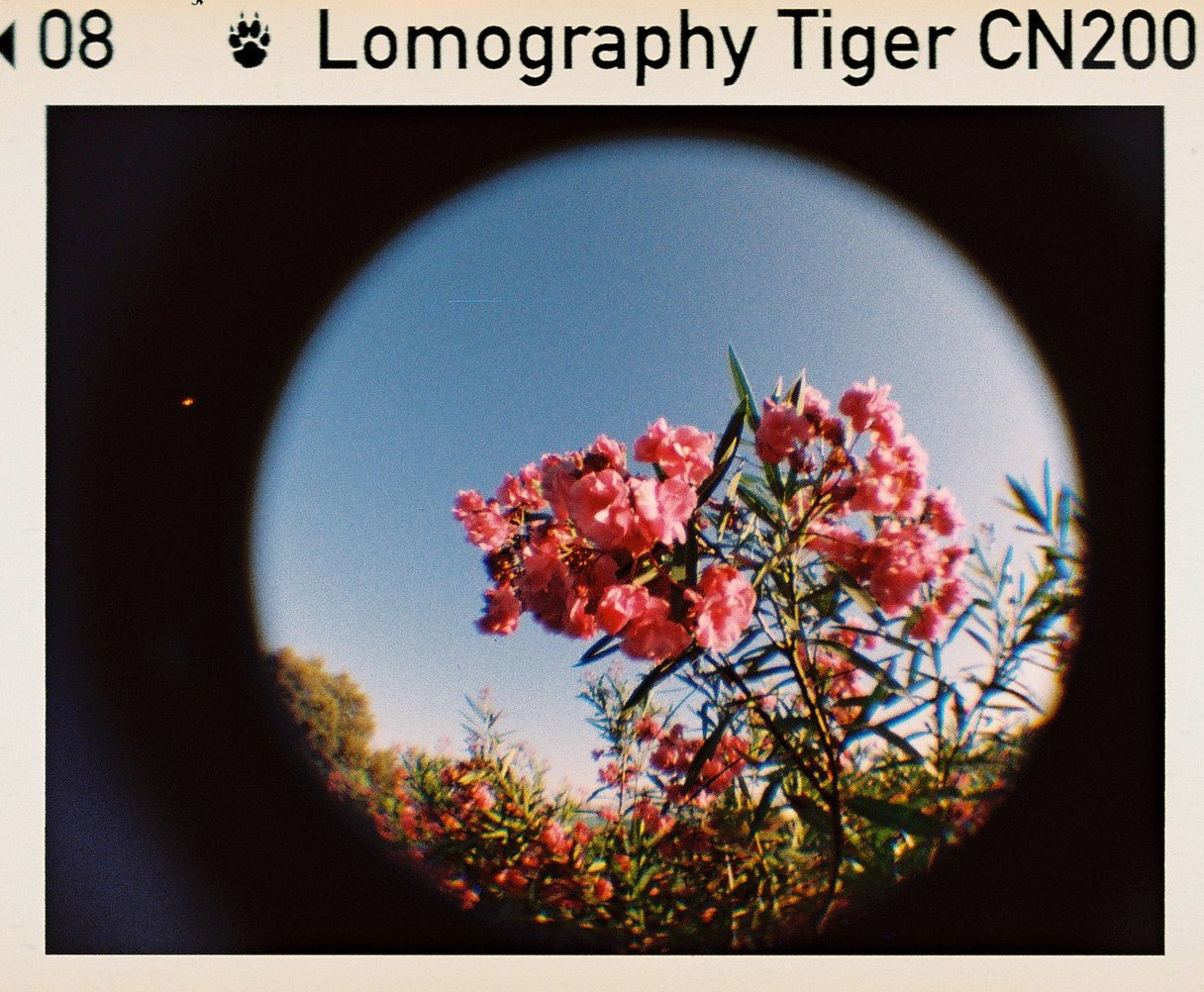 LOMOGRAPHY COLOR TIGER 200 110 primer foto 00009