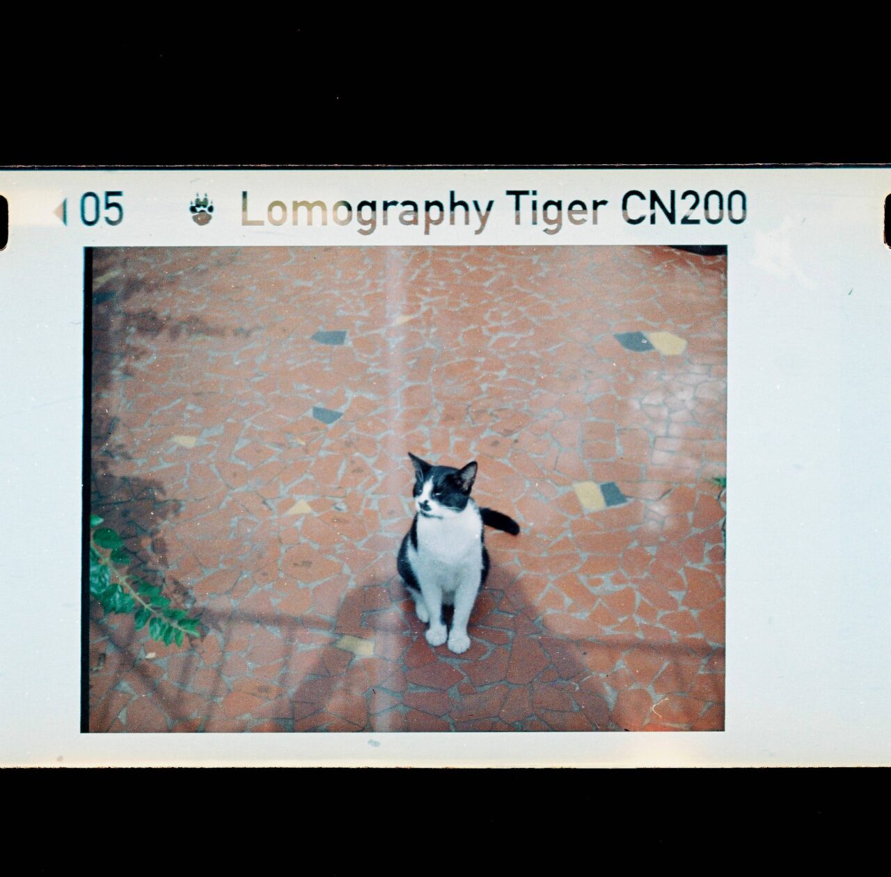 LOMOGRAPHY COLOR TIGER 200 110 primer foto 00013